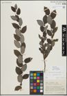 Foto von Salix myrsinifolia Salisb.